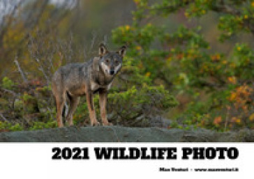 2021 wildlife photo - Max Venturi