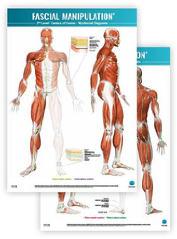 Fascial manipulation. 2nd level poster: centers of fusion-myofascial diagonals - Stecco