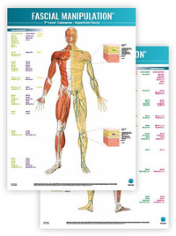 Fascial manipulation. 3rd level poster: catenaries-superficial fascia - Stecco