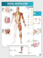 Fascial manipulation. 3rd level poster: catenaries-insertional and investing fascia