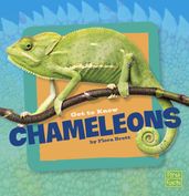 Get to Know Chameleons