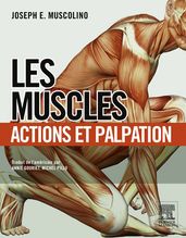 Les muscles : actions et palpation