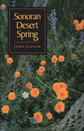 Sonoran Desert Spring