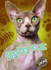 Sphynx