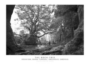 The Rock-Tree. Holm Oak, Badde Tureddu, Orgosolo, Sardinia. Ediz. italiana e inglese. Con stampa Fine Art - Enrico Spanu