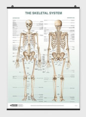 The skeletal system poster