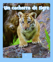 Un cachorro de tigre